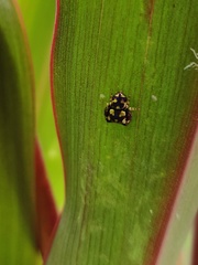 Simaethina