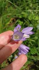 Campanula trachelium