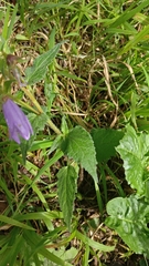 Campanula trachelium
