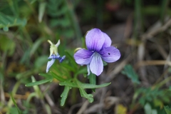 Viola dissecta