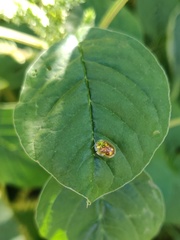 Aspidimorpha furcata