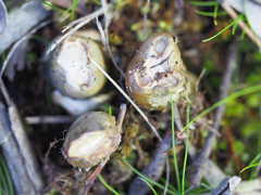 Mutinus cartilagineus