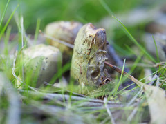 Mutinus cartilagineus