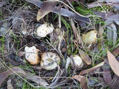 Mutinus cartilagineus