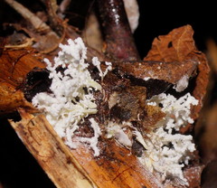 Cordyceps tenuipes