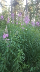 Chamaenerion angustifolium