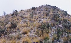 Macrochloa tenacissima