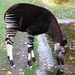Okapi - Photo (c) Xavier Varela, algunos derechos reservados (CC BY-NC-SA)