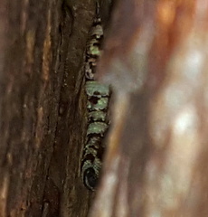Afroedura hawequensis