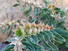 Hyoscyamus