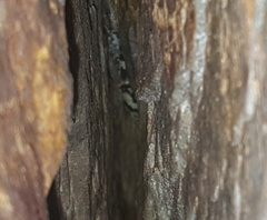 Afroedura hawequensis