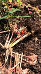 Coccinella septempunctata