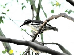 Stripe-Headed Rhabdornis photo 3