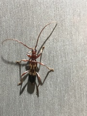 Coptocercus aberrans