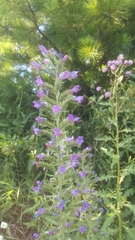 Echium vulgare