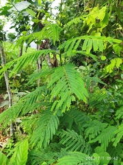 Albizia chinensis