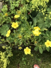 Potentilla intermedia