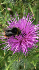 Bombus lapidarius