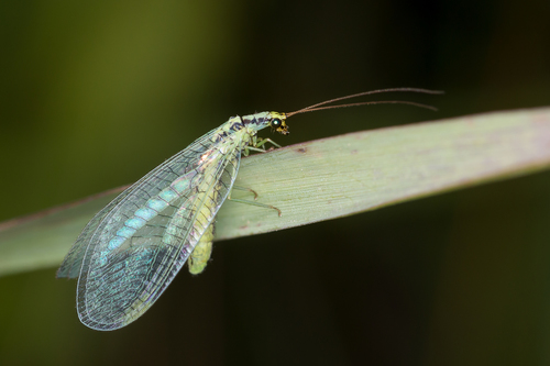 Walker's Green Lacewing