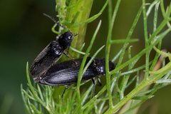 Hemicrepidius niger