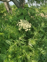 Angelica gmelinii
