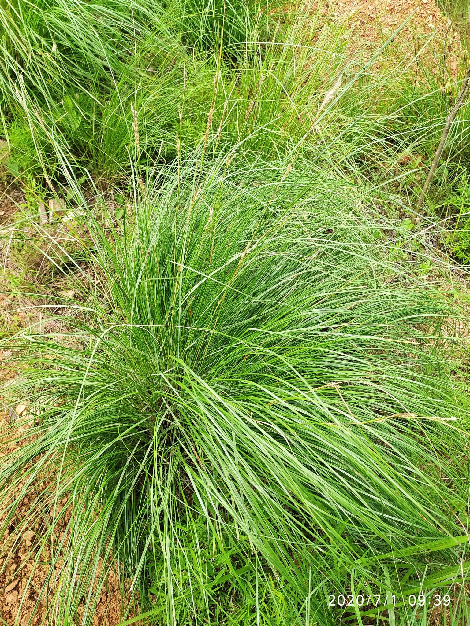 Eulaliopsis