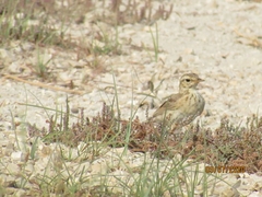 Anthus similis similis