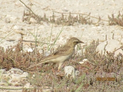 Anthus similis similis