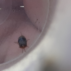 Geocoris erythrocephalus