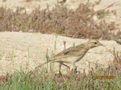 Anthus similis similis