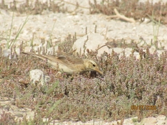 Anthus similis similis