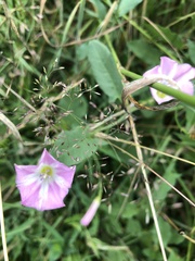 Convolvulus arvensis