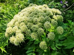 Angelica gmelinii