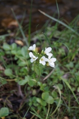 Cardamine prorepens