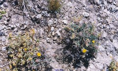 Helianthemum squamatum