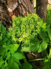 Angelica gmelinii