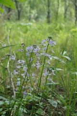 Cardamine macrophylla