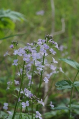 Cardamine macrophylla