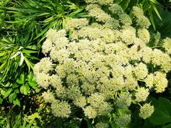 Angelica gmelinii