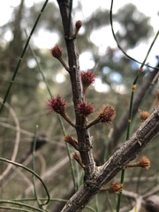 Allocasuarina paradoxa