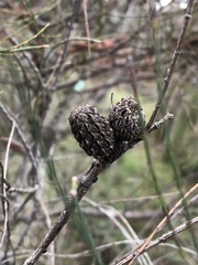 Allocasuarina paradoxa