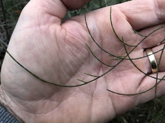 Allocasuarina paradoxa