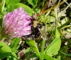 Bombus subterraneus
