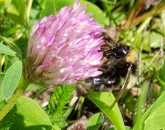 Bombus subterraneus