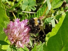 Bombus subterraneus