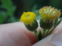 Nidorella pinnata
