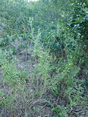 Nidorella pinnata