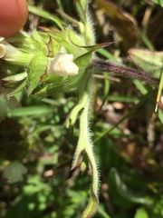 Prunella laciniata