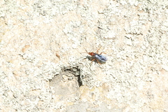 Priocnessus coloradensis