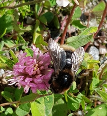 Bombus subterraneus